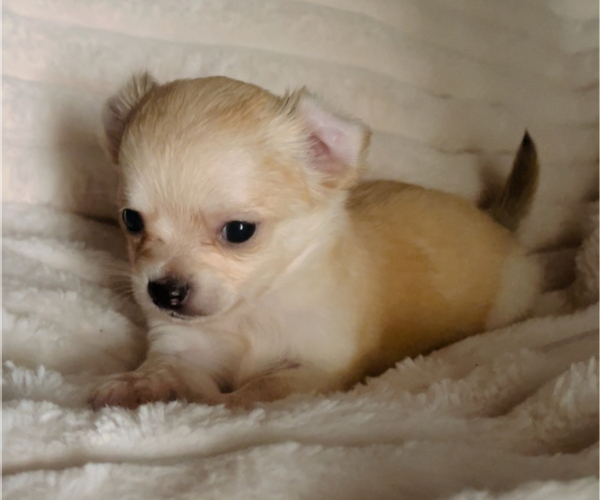 Medium Photo #9 Chihuahua Puppy For Sale in ADAMSVILLE, TN, USA