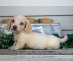 Small #1 Dachshund