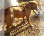Small Photo #5 Retriever -Unknown Mix Puppy For Sale in Fairfax, VA, USA