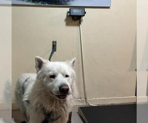 Siberian Husky Dogs for adoption in Pasadena, CA, USA