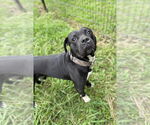 Small #2 American Pit Bull Terrier Mix