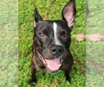 Small #13 Bulldog-Staffordshire Bull Terrier Mix