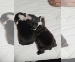 Small Photo #9 Boston Terrier Puppy For Sale in NEW PORT RICHEY, FL, USA