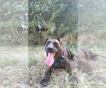 Small Photo #8 Labrador Retriever-Unknown Mix Puppy For Sale in Farmerville, LA, USA