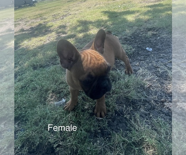 Medium Photo #4 French Bulldog Puppy For Sale in KENEFIC, OK, USA