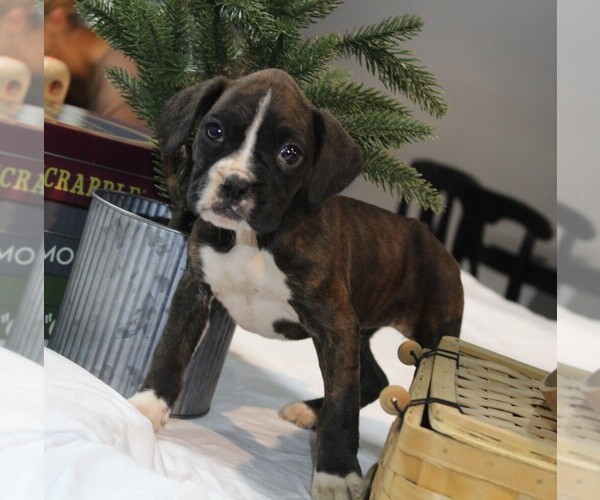 Medium Photo #2 Boxer Puppy For Sale in SHIPSHEWANA, IN, USA
