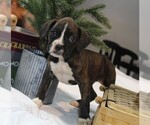 Small Photo #2 Boxer Puppy For Sale in SHIPSHEWANA, IN, USA