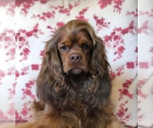 Cocker Spaniel Puppy for Sale in CROSSVILLE, Tennessee USA