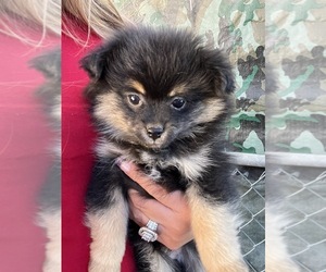 Pomeranian Puppy for sale in HEMET, CA, USA