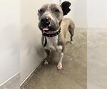 Small American Pit Bull Terrier