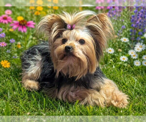 Medium Photo #1 Mutt Puppy For Sale in Bon Carbo, CO, USA