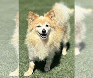 Pomeranian Dogs for adoption in La Verne, CA, USA