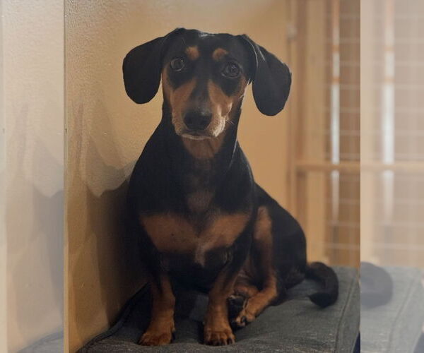 Medium Photo #2 Dachshund Puppy For Sale in Weston, FL, USA