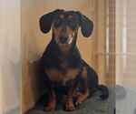 Small #1 Dachshund