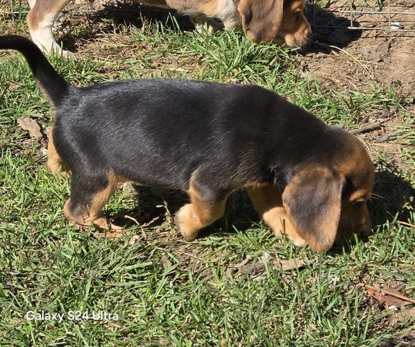 Medium Photo #3 Beagle Puppy For Sale in PLATTEVILLE, WI, USA