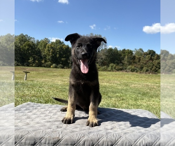 Medium Photo #36 German Shepherd Dog Puppy For Sale in SUMPTER TWP, MI, USA