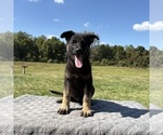 Small Photo #36 German Shepherd Dog Puppy For Sale in SUMPTER TWP, MI, USA