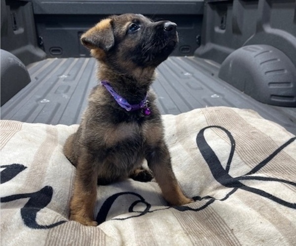 Medium Photo #1 German Shepherd Dog Puppy For Sale in HASLET, TX, USA