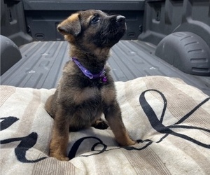 German Shepherd Dog Puppy for Sale in HASLET, Texas USA