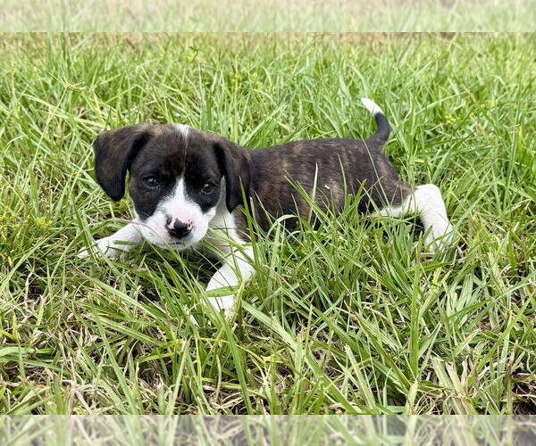 Medium Photo #3 Boxer-Unknown Mix Puppy For Sale in Tampa, FL, USA