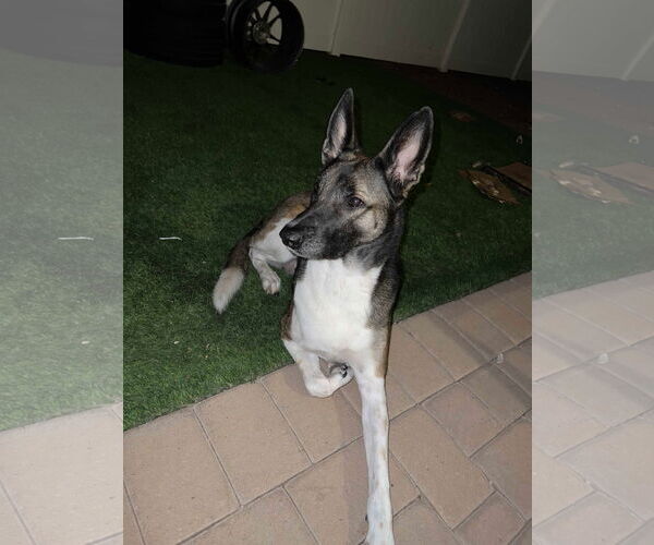 Medium Photo #2 Mutt Puppy For Sale in phoenix, AZ, USA