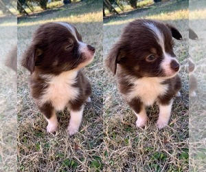 Miniature Australian Shepherd Puppy for sale in BROOKER, FL, USA