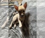 Small #103 Pomsky