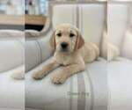 Puppy Green Boy Golden Retriever