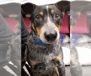 Mutt Dogs for adoption in Rancho Cucamonga, CA, USA