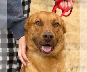 Unknown-Vizsla Mix Dogs for adoption in Yardley, PA, USA