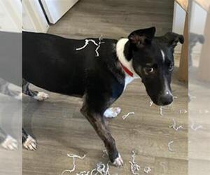 Catahoula Leopard Dog-Unknown Mix Dogs for adoption in San Antonio, TX, USA