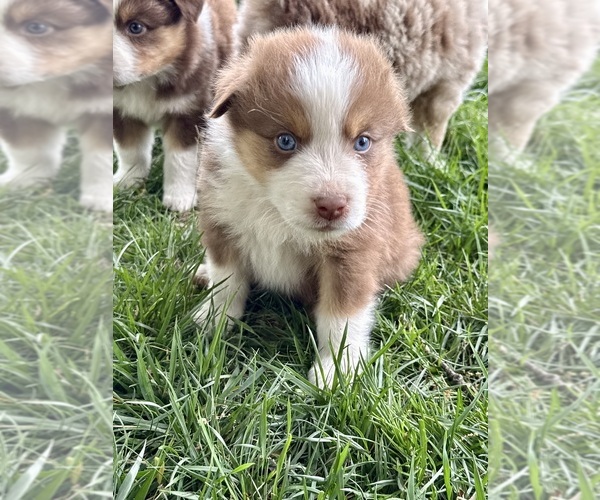 Medium Photo #2 Australian Shepherd Puppy For Sale in SMITHS GROVE, KY, USA