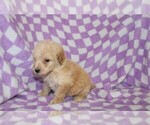 Small Photo #4 Poodle (Standard) Puppy For Sale in BLOOMINGTON, IN, USA