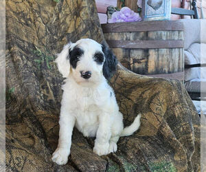 Goldendoodle Dogs for adoption in CANTON, OH, USA