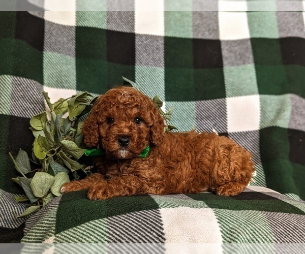 Medium Photo #4 Poodle (Miniature) Puppy For Sale in NEW PROVIDENCE, PA, USA