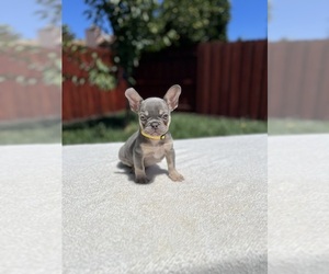 French Bulldog Puppy for sale in SACRAMENTO, CA, USA