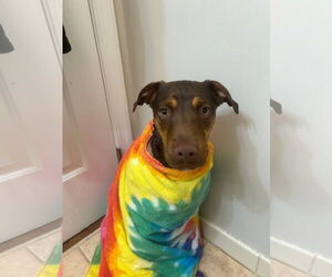 Bulldog-Labrador Retriever Mix Dogs for adoption in Tarrytown, GA, USA