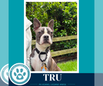 Small #1 Boston Terrier