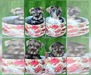 Schnauzer (Miniature) Puppy for Sale in SMITHVILLE, Mississippi USA