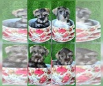 Image preview for Ad Listing. Nickname: Pepper Puppies