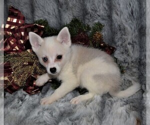 Pomsky Puppy for sale in BARNESVILLE, KS, USA