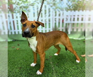 Bull Terrier-Unknown Mix Dogs for adoption in Long Beach, CA, USA