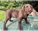 Small #2 Labrador Retriever