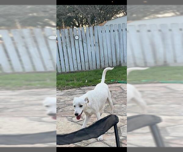 Medium Photo #1 Labrador Retriever-Unknown Mix Puppy For Sale in San Antonio, TX, USA