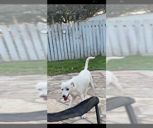 Labrador Retriever-Unknown Mix Dogs for adoption in San Antonio, TX, USA