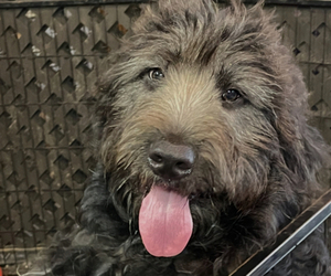 Bernedoodle Puppy for Sale in COLUMBUS, Indiana USA