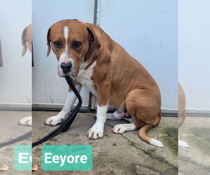 Eeyore - Male Mutt Dog for Adoption - Photo #5