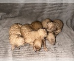 Small Photo #4 Double Doodle Puppy For Sale in OZARK, AR, USA