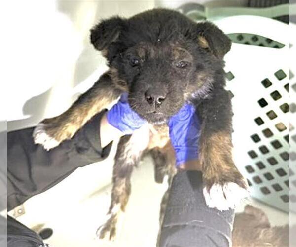 Medium Photo #1 Mutt Puppy For Sale in Houston, TX, USA