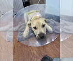 Small #4 Black Mouth Cur-Labrador Retriever Mix